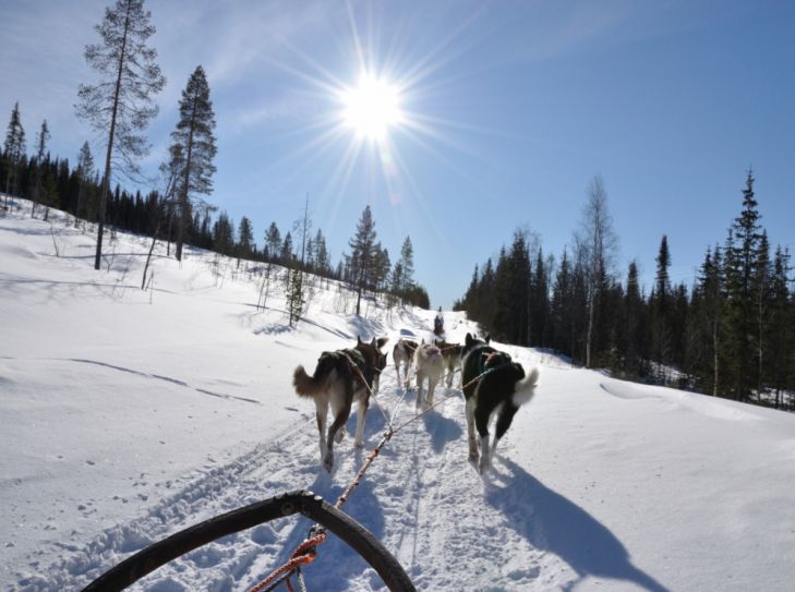 Im hohen Norden mit Walen und Huskys